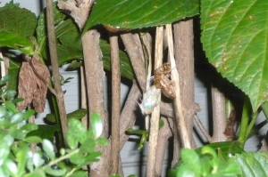 cicada1 cicada1