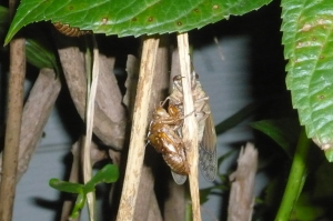 cicada5